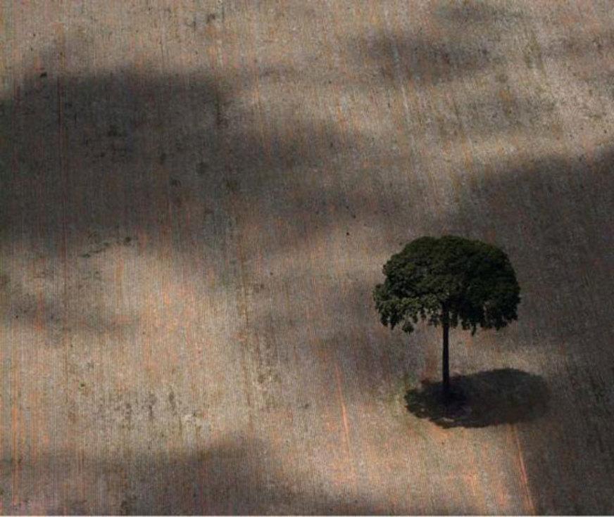 Bolsa Verde do Rio cadastra propriedades para comércio de créditos florestais
