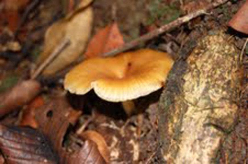 Uso medicinal de cogumelos e ervas é tema de palestra no Musa, em Manaus