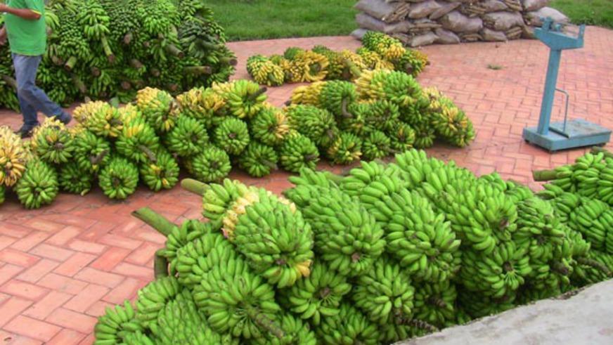 Conab compra 60 toneladas de alimentos de municípios do AM