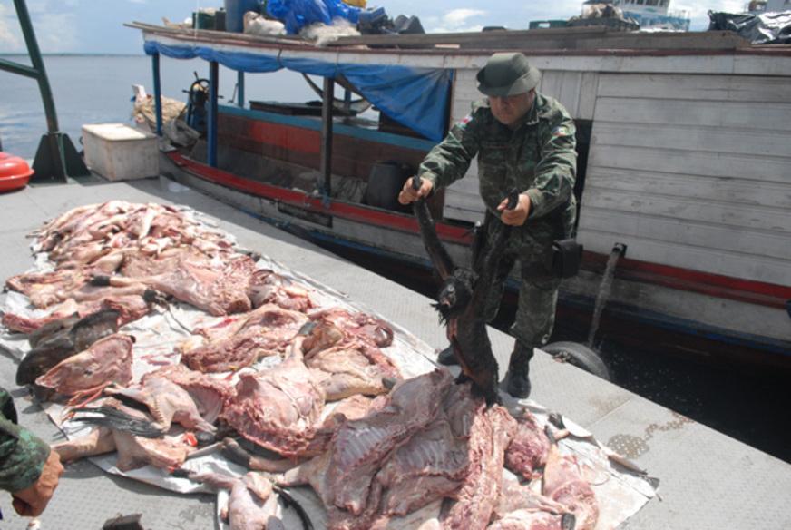 Caça de animais silvestres aliada ao desmate no Amazonas
