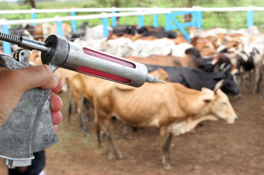 Gado amazonense deve ser vacinado até o dia 30 de agosto