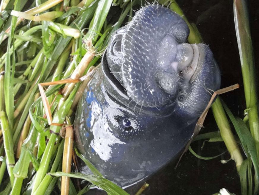 Seca na Amazônia pode escassear alimentos para peixe-bois