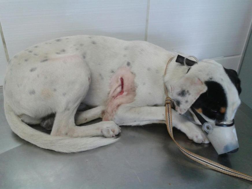 Cão vítima de esfaqueamento precisa de ajuda, em Manaus