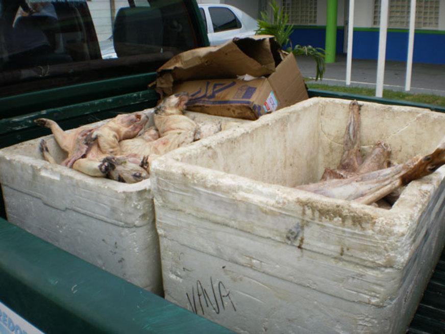 Batalhão Ambiental apreende 200kg de carne de caça, em Manaus