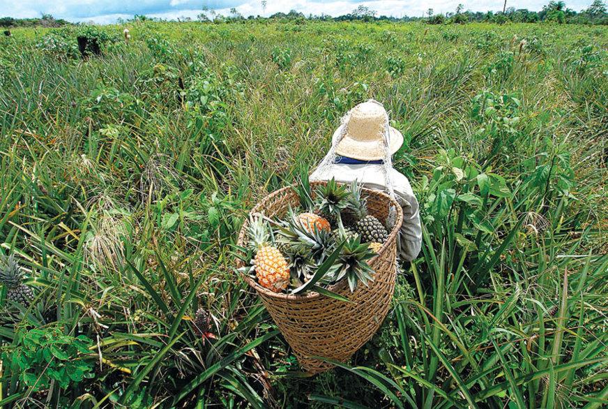 Prazo de entrega do Ato Declaratório Ambiental vai até 30 de outubro