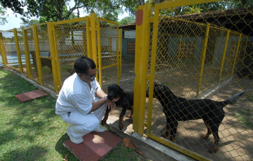 Hospedagem para animais em difícil acesso na cidade de Manaus