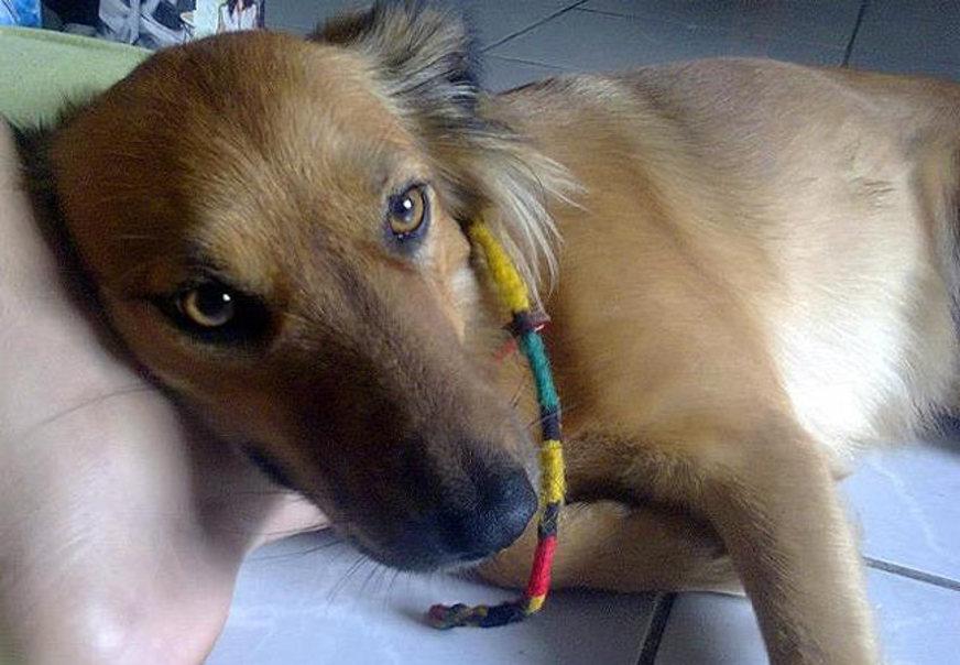 Cadela que sumiu em voo da TAM pode estar perdida na mata