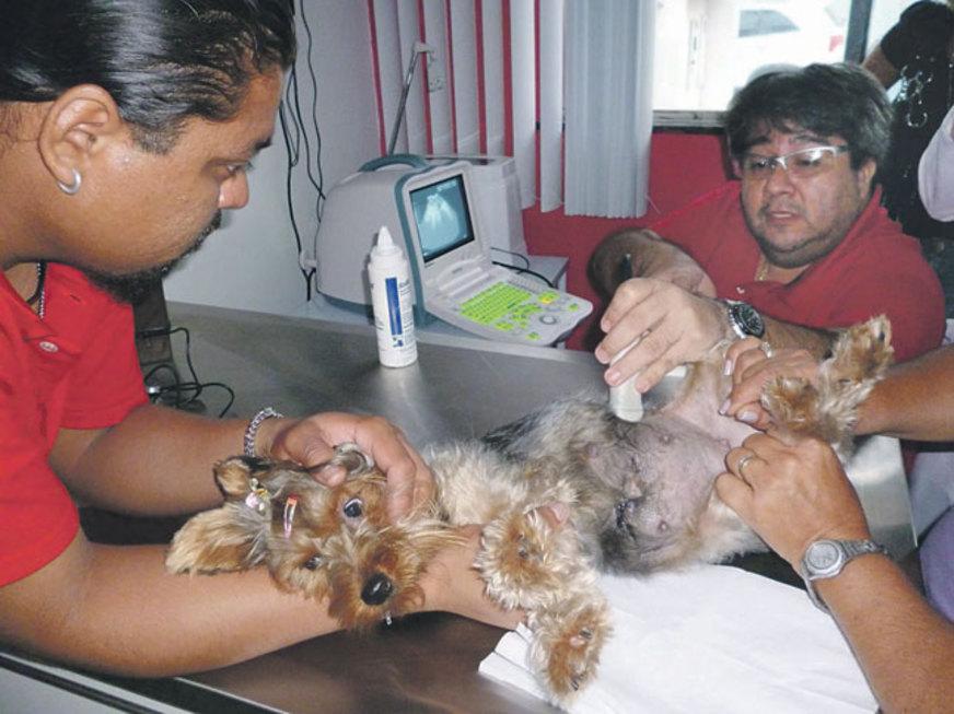 Gravidez de animais domésticos com parto programado