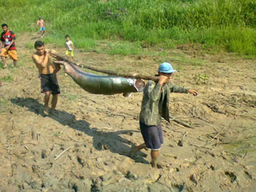 Pesca manejada assistida rende duas toneladas de pirarucu para comunitários