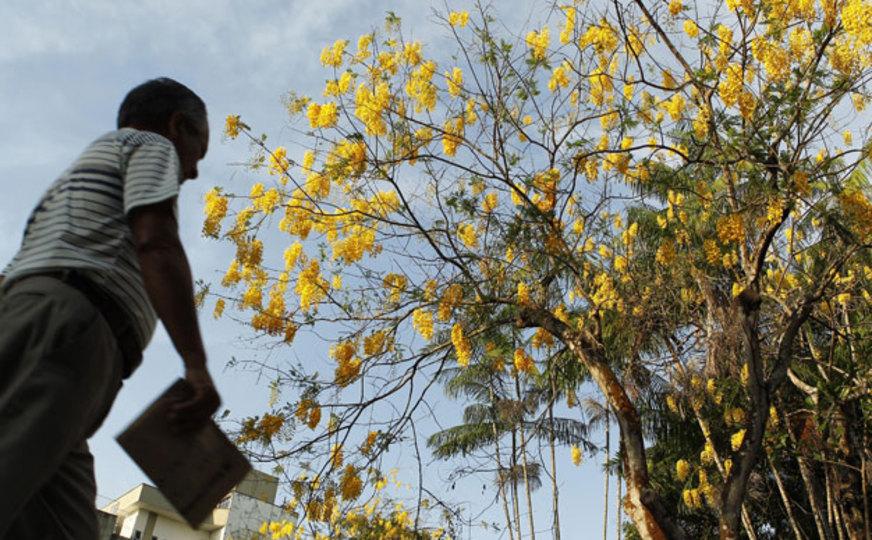 Semmas e TJAM realizam ação conjunta de arborização em Manaus