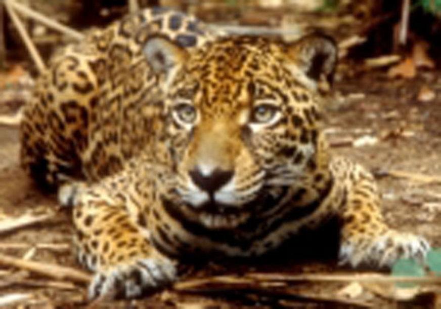 Inpa promove 1º Workshop Internacional sobre grandes animais