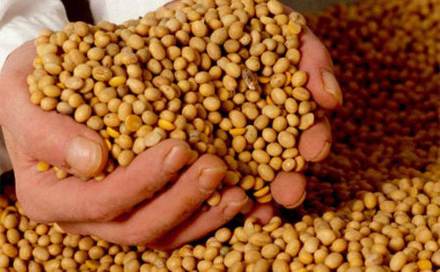Brasil ultrapassará Estados Unidos e será maior produtor de soja
