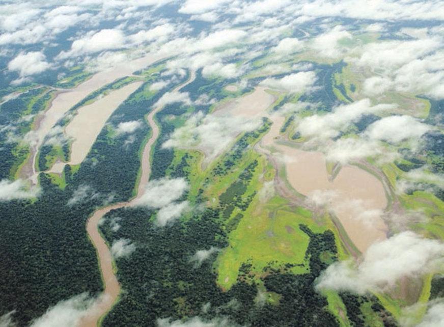 Greenpeace mobiliza eleitores para salvar as florestas