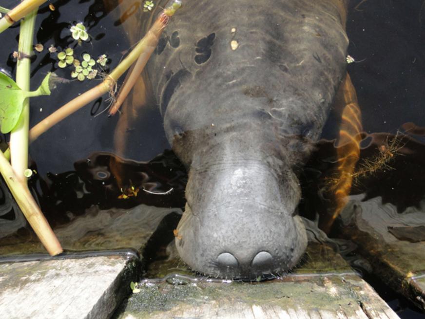 Peixe-boi retorna a centro de reabilitação no Amazonas