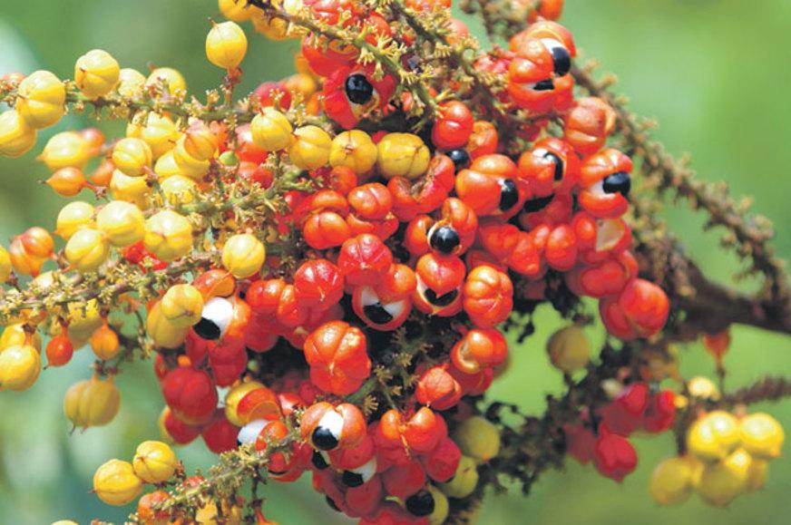 Seminário aborda a produção integrada de guaraná no Amazonas