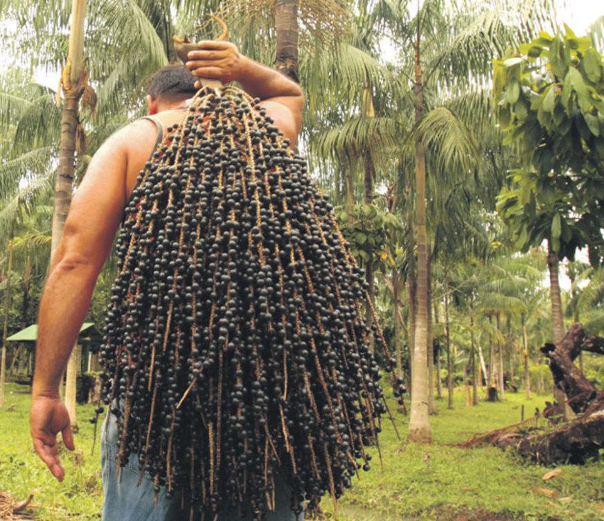 IDAM investe na cultura do açaí