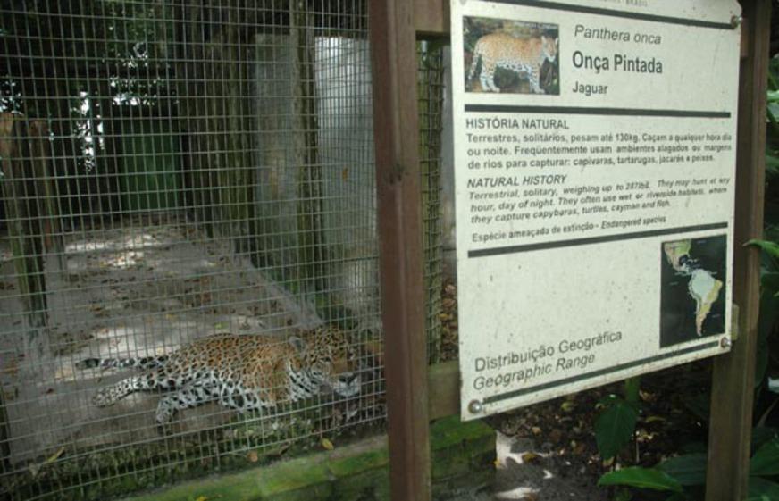 Falta de abrigos força Amazonas a ‘exportar’ animais