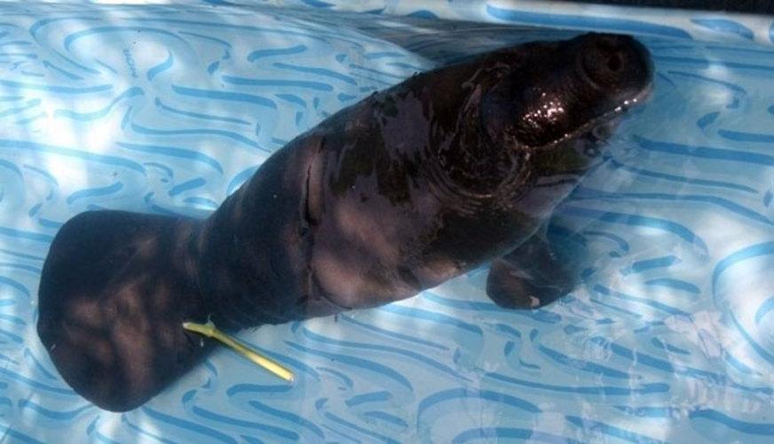 Filhote de peixe-boi é resgatado na Reserva Amanã