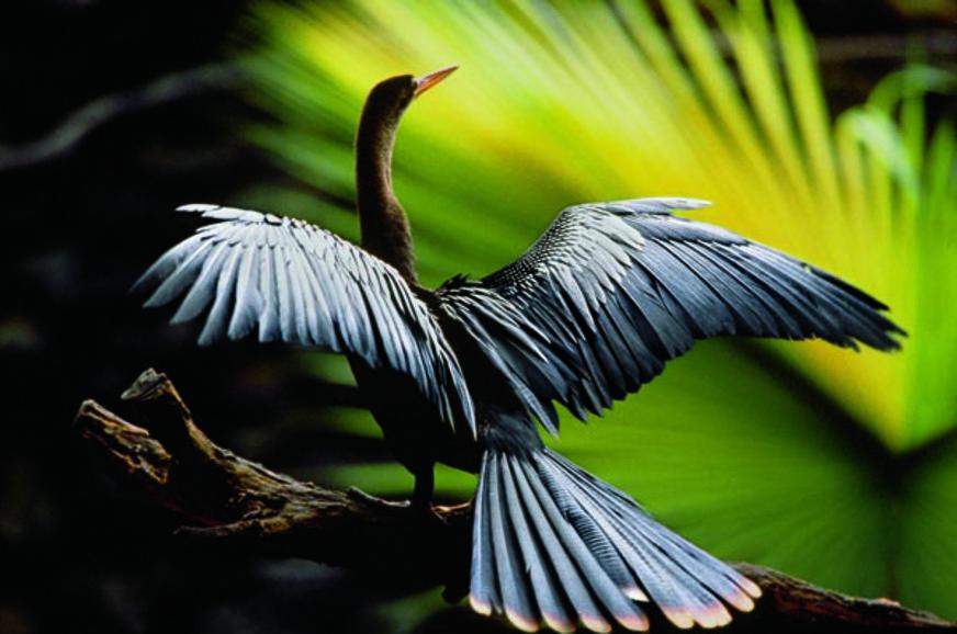 Amazônia pelas lentes de Araquém