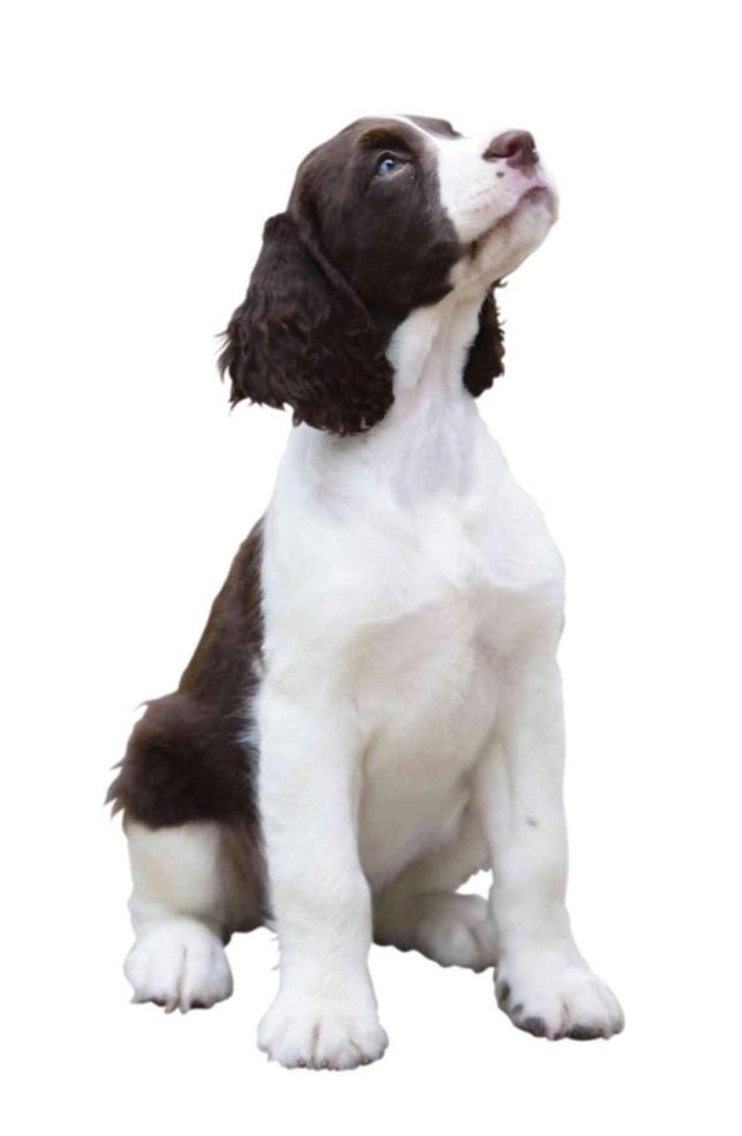 Ajuda psicológica para cães