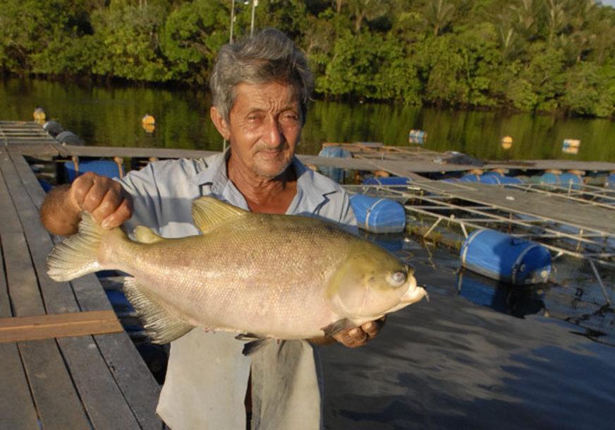Pesca comercial do tambaqui deve ser proibida no AM