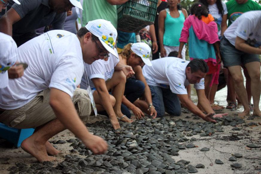 Mais de 24 mil quelônios são soltos em municípios do Amazonas