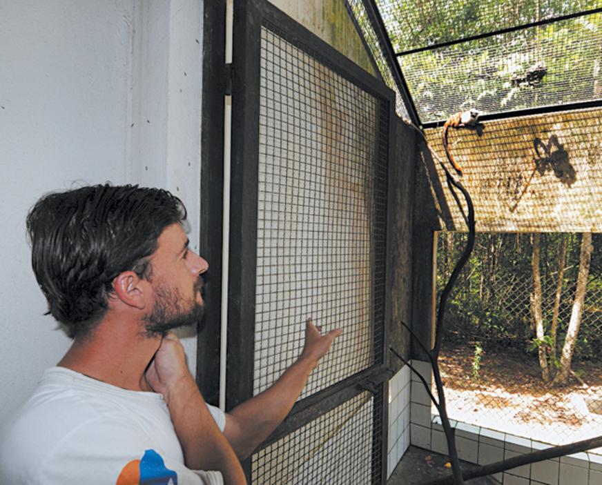 Colônia em cativeiro pode ser a salvação do sauim-de-coleira