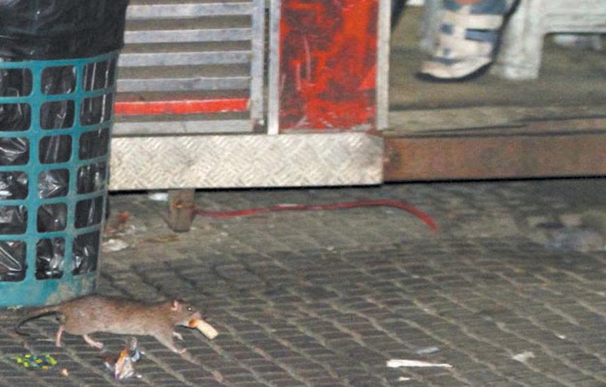 Saúde pública: Chuvas atraem ratos para o Centro de Manaus