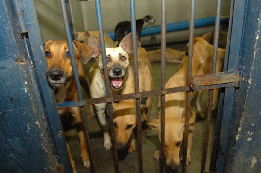 Centro de Zoonoses recebe cerca de 600 animais por mês
