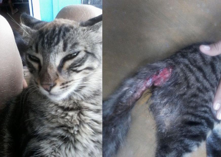 Gato vítima de maus-tratos precisa de medicamentos