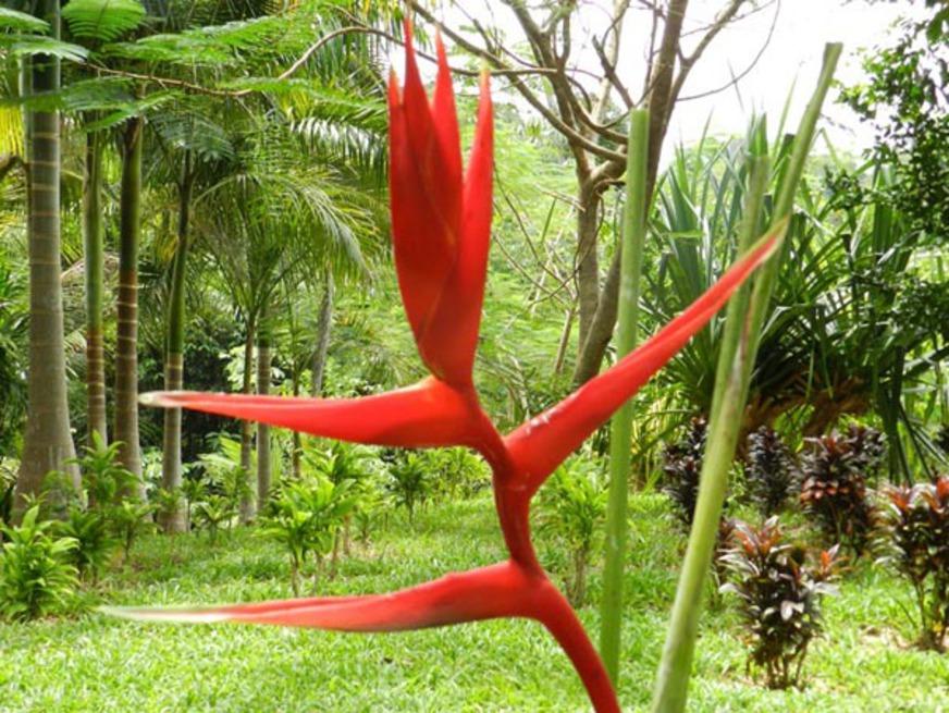 Flores nativas e belas