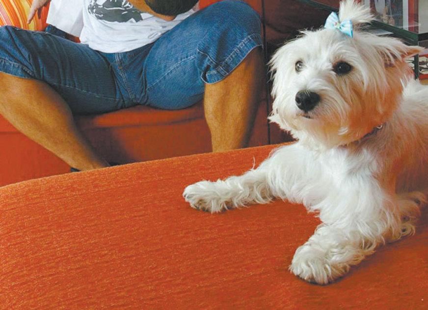 Sintomas, tratamentos e métodos para a prevenção da cinomose
