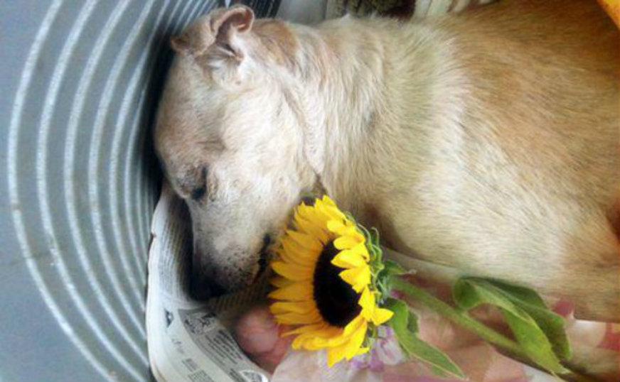 Cão abandonado morre após ganhar carinho