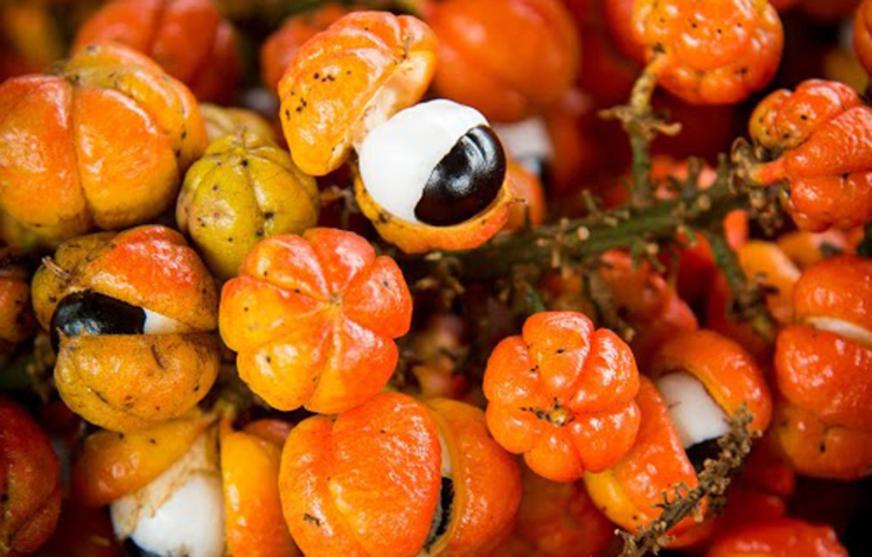 Produto amazônico: guaraná a preço de ouro