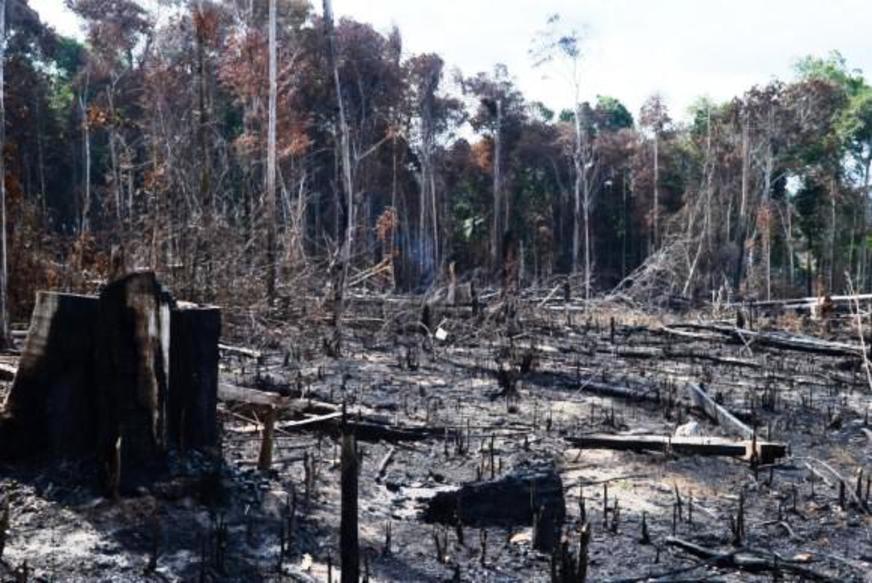 Alertas de desmatamento na Amazônia Legal caem 20%