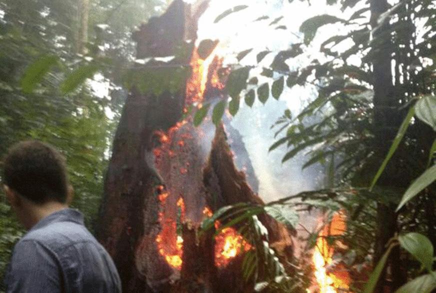 Árvore de 500 anos não sobrevive e tomba após ser incendiada em reserva florestal de Manaus