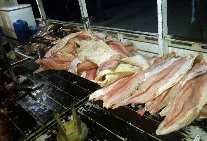 Aumenta números de apreensões feitas pelo Batalhão Ambiental no Amazonas
