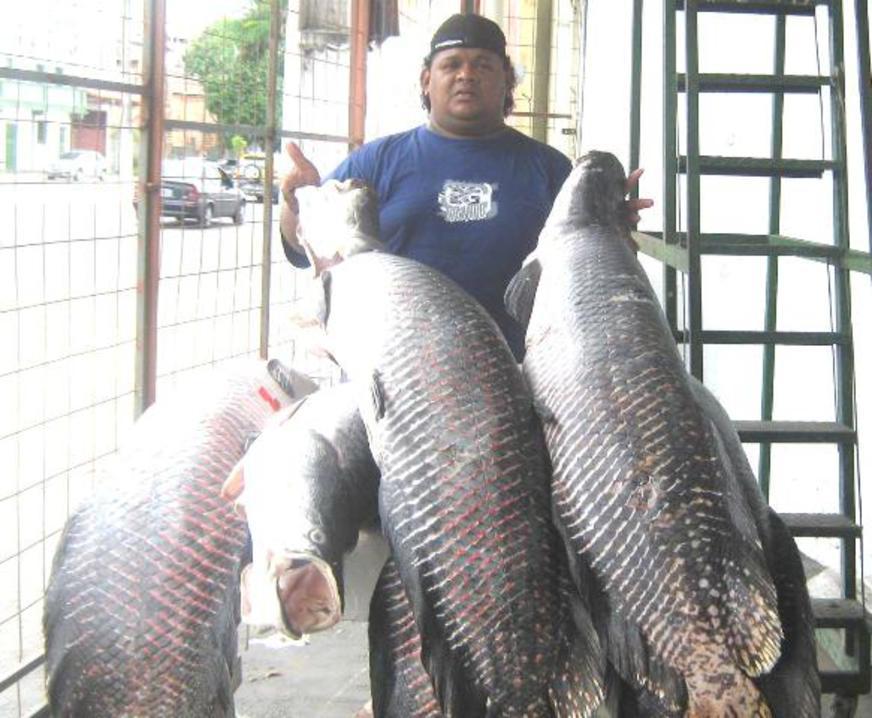 Peixeiro é morto quando chegava à Feira da Manaus Moderna
