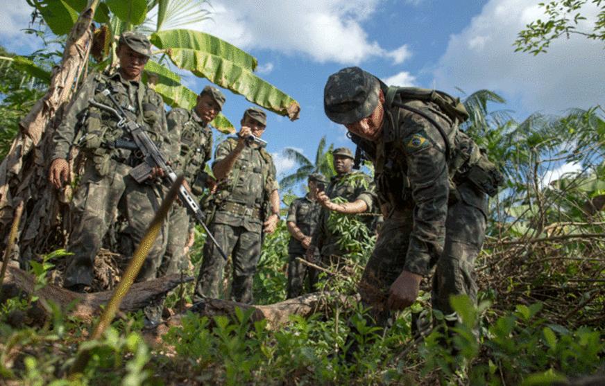 Plantação com 1.200 pés de ‘folha de coca’ é destruída no Amazonas