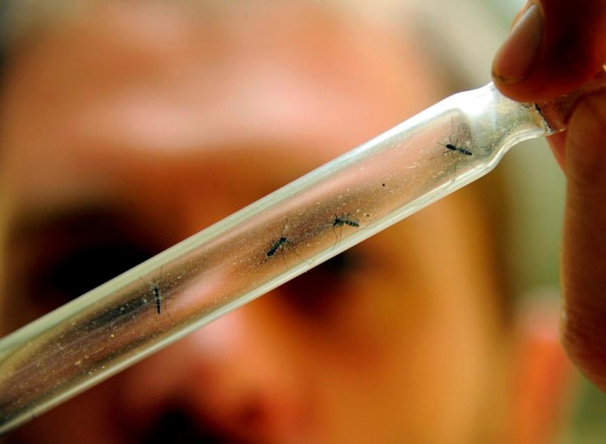 Saiba mais sobre os sintomas e tratamento da Chikungunya