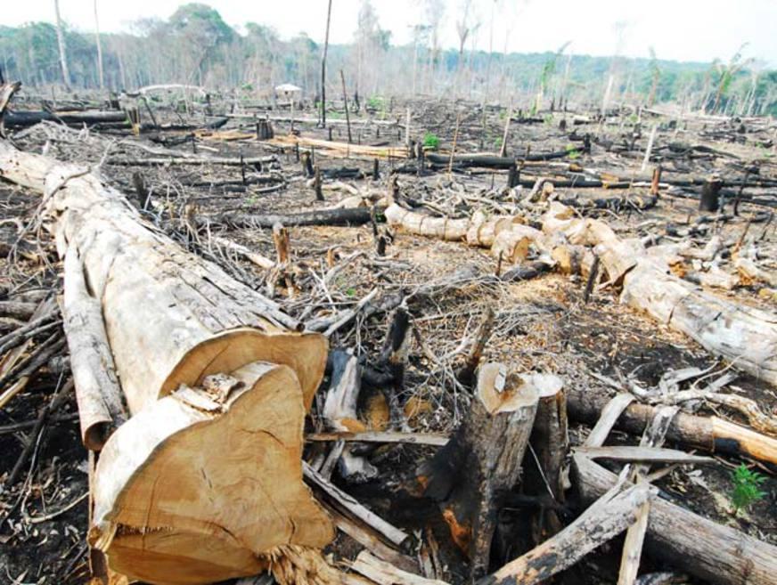 Amazonas propõe meta ousada durante conferência sobre mudanças climáticas (COP 20)