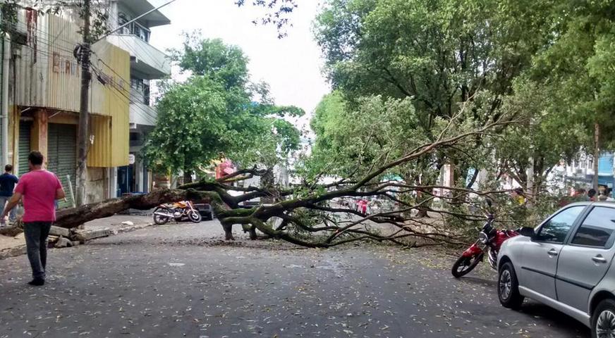 Devido a chuva, Manaus tem quedas de árvores, acidentes de trânsito e destelhamentos