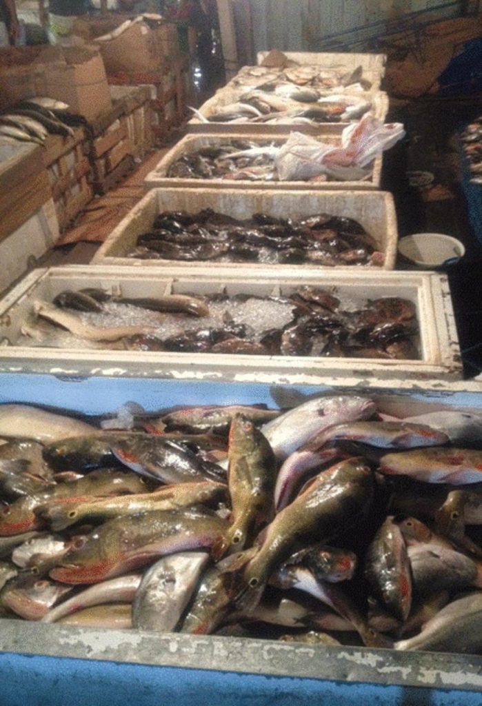 Batalhão Ambiental da PM apreende 2,4 toneladas de peixe ilegal em balsa