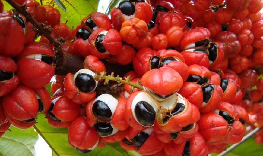 Guaraná da Amazônia pode gerar biocombustível, diz pesquisa