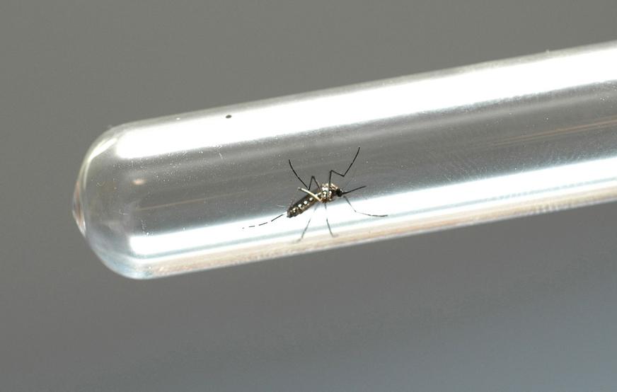 Infecção de mosquitos com bactéria pode reduzir transmissão do Zika, diz Fiocruz