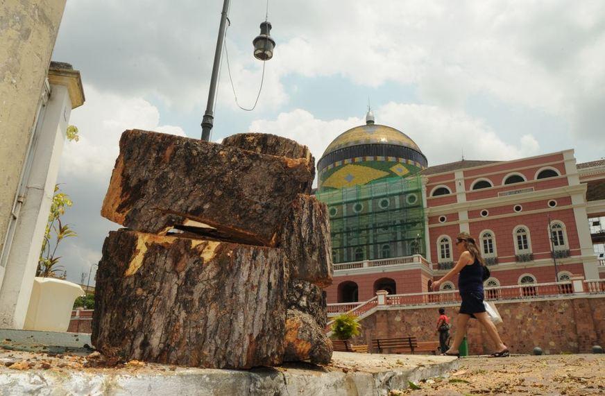 Cidade de Manaus quer sair da lista de capitais menos arborizadas do país