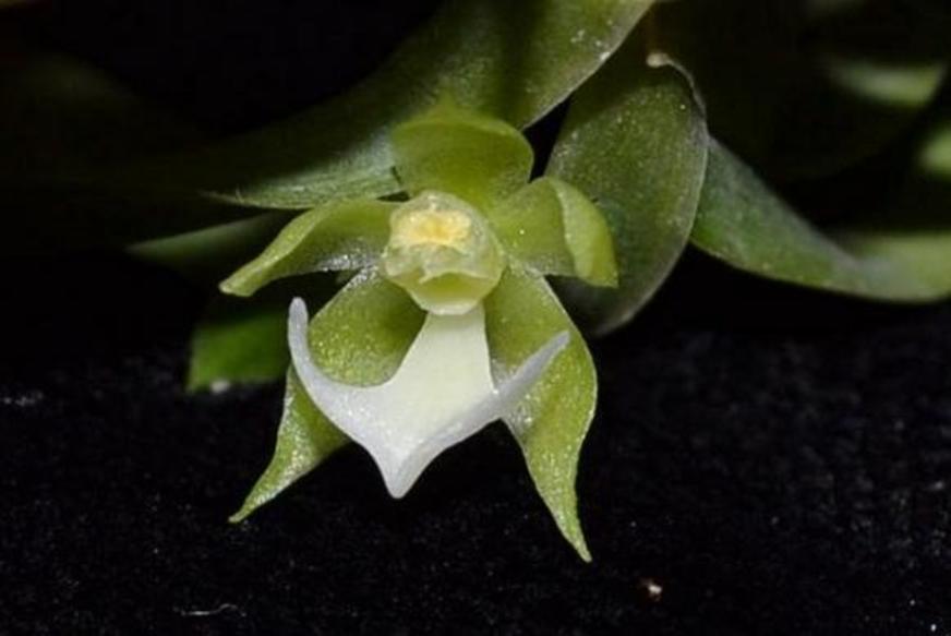 Novas espécies de orquídeas são descobertas na Amazônia