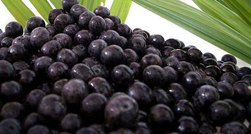 Pesquisa pretende contribuir com a conservação da espécie açaí-do-amazonas