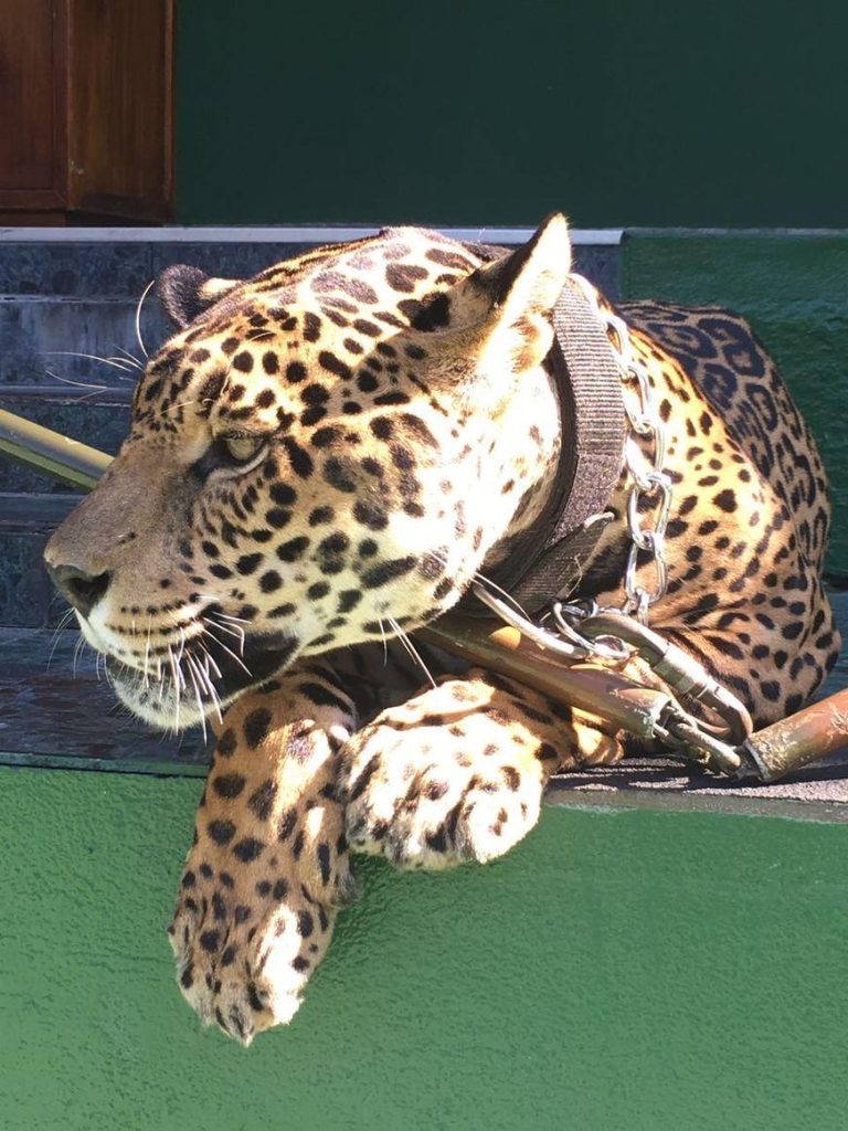 Estresse de cerimônia pode ter eliminado efeito de tranquilizante em onça-pintada