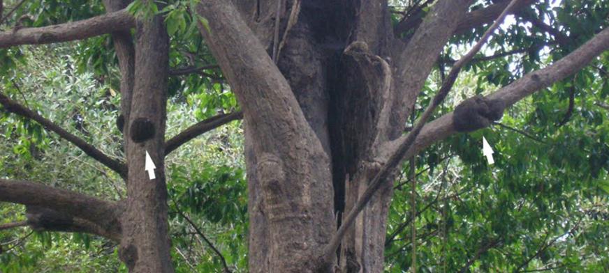Esponjas de água doce da Amazônia podem ser fontes de novos compostos bioativos